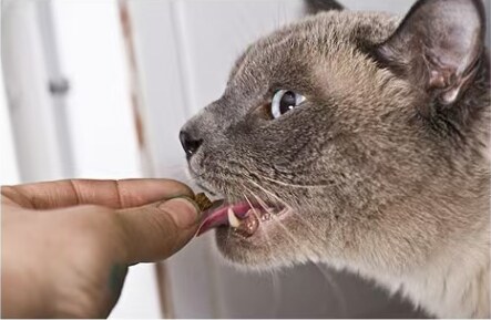 A cat taking a wrapped tablet from a hand